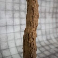 Extruded Gaming Towering Forest Trees -Folkmanis Toys Shop 41R3snV6K9L