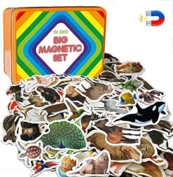 Magdum Fridge Magnets For Toddlers - 30 SEA Photo Kids Magnets For Fridge - Toddler Magnets For Refrigerator - Magnetic Animals - Fridge Magnets For Kids - Animal Magnets - Toddler Fridge Magnets -Folkmanis Toys Shop 61VxacL9ZVL. AC 1